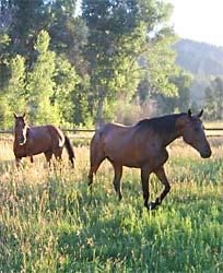 Barefoot Horses