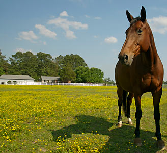 Horse Careers