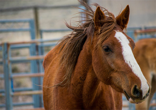 Horse Disaster Plan