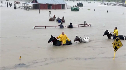 Prepare Your Horse Property for Horse Emergencies