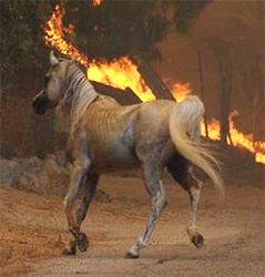 Disaster Preparedness for the Horse Owner