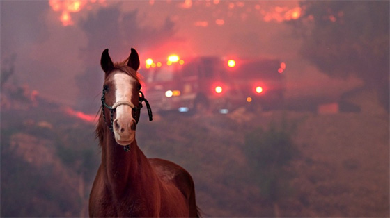 Evacuating Horses from Wildfires