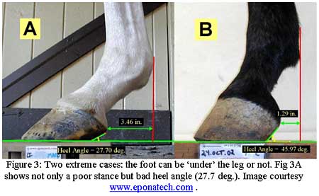 showing horse stance and heel angle