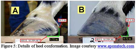 hoof conformation detail