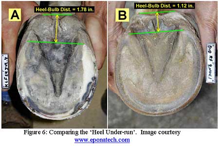 hoof under run