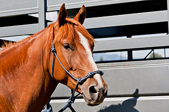 Traveling with horses.