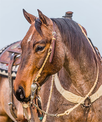 Healthy Horse