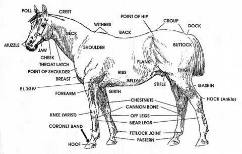 Horse Anatomy