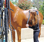 Benefits of Equine Massage