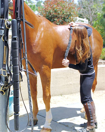 Equine Sports Massage Therapy