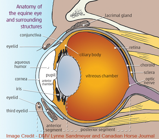 Anatomy of the Equine Eye