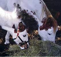 Using Ezee Wean to wean foal