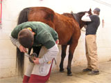 Farrier School