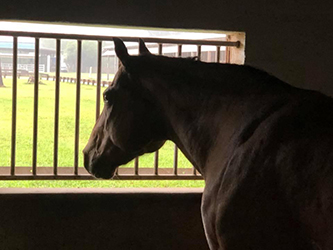 Feeding Horses for Horse Owners