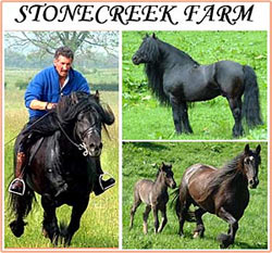 Fell Pony Article Picture Fell Pony Article Picture