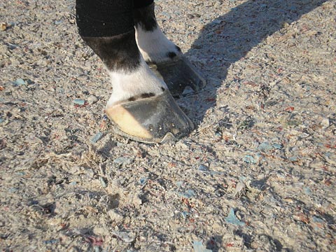 Horse Arena Footing with Fiber