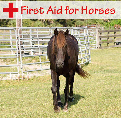 First Aid For Horse Owners