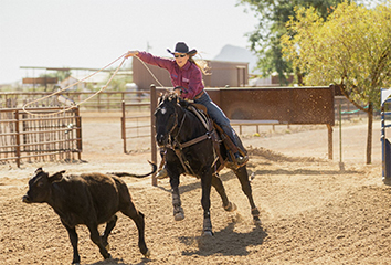 Helping Horses with Inflammation