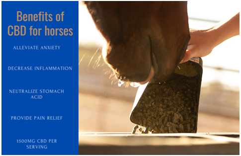 Benefits of CBD for horses. Alleviate Anxiety, Decrease Inflamation