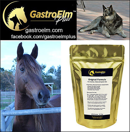 Gastro Elm Plus Pancreatitis Treatment for Dogs