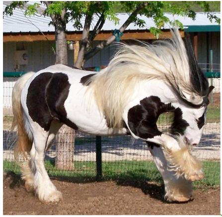 A Wizards Spell Gypsy Horse Ranch