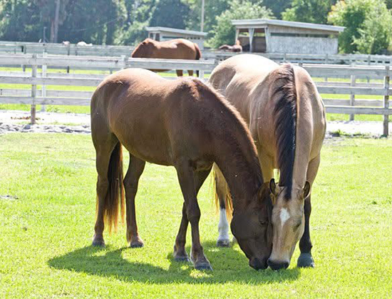 Dream and Sugar grazing on pasture grass