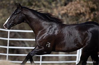 How to Give Your Horse a Healthy Coat