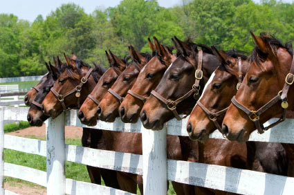 Horse web site links.