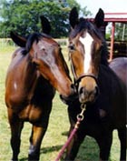 Horse Training Article Horse Biting