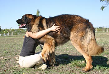 Helping dogs with hip problems.