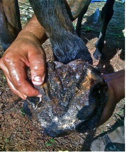 Hoof Soaking