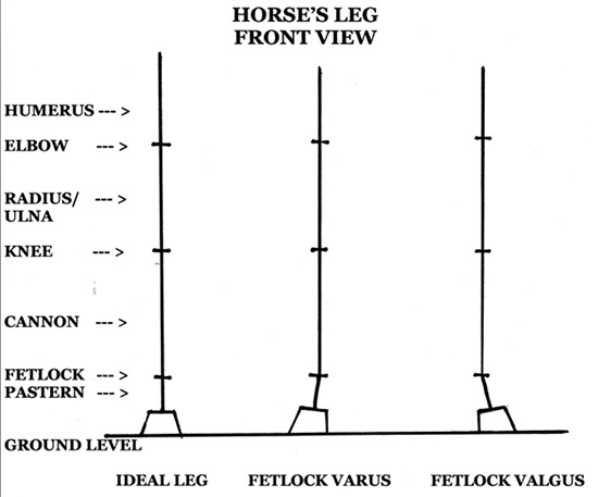 Horse Leg Front View