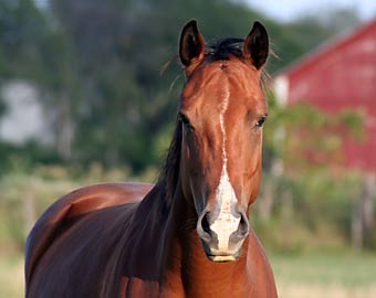 Horse health Information