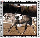 Horses for Sale