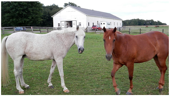 How to choose the best horse for you.