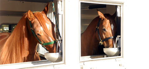 Automatic horse trailer waterer