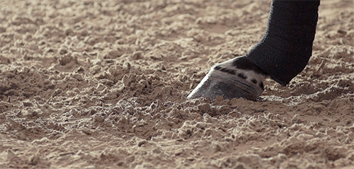 How To Find The BEST Arena Footing