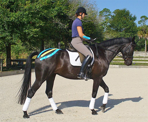 Elastic Kinesiology Tape in Equine Training Programs