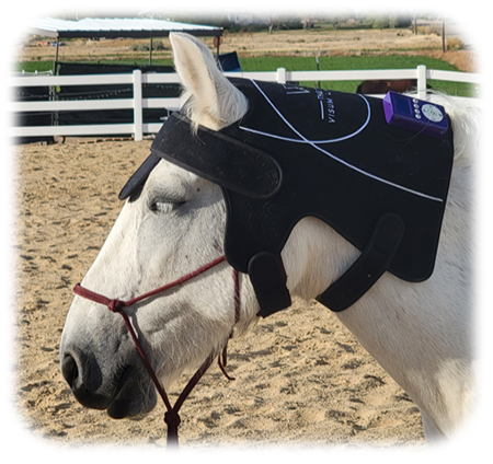 Visum Light Poll Pad Light Therapy for Horses