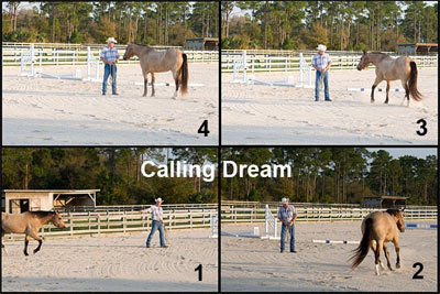Dream is our demo horse for articles that teach and how products are used. 