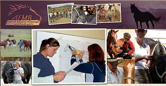 How to Learn Equine Massage Therapy