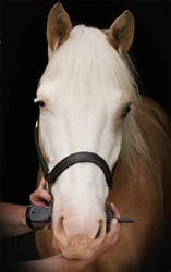 Horse Bit Fit