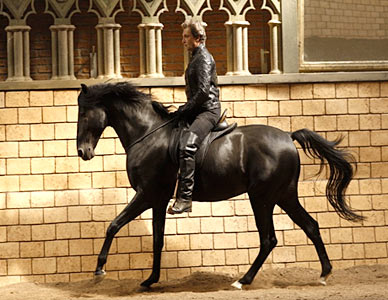 On the Bit, the Bitless Bridle