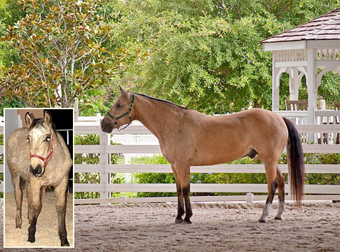 PMU Horse, Dream