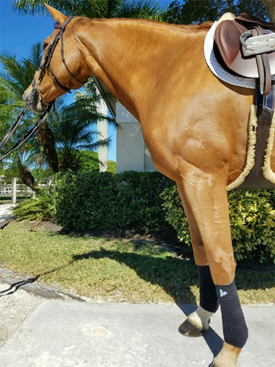 Horse Injury Icing