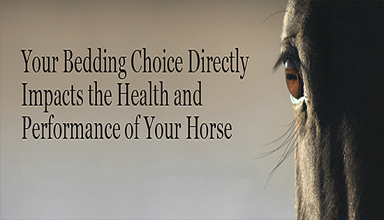 Stall Bedding Impacts Horse Health