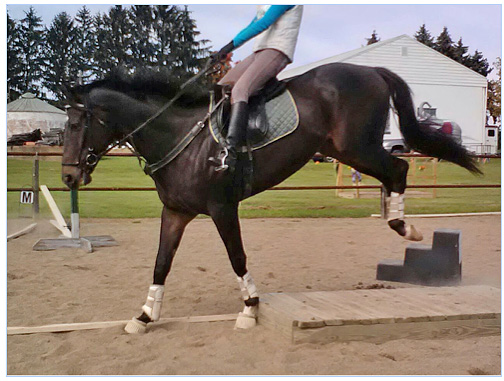 Have a goal when you pick a horse.