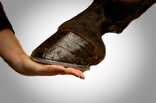 Guide For Better Horse Hoof Health