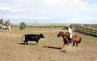 When a horse and cow go head to head the cow must turn either to the left or right to get away from the pressure on the eye. Sorting cows in Wyoming.