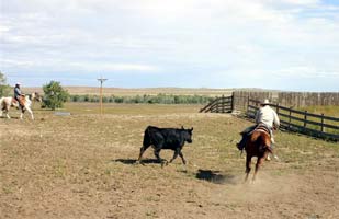 The turn has been completed and Bob is now in position to block and stop the cow. Sorting cows in Wyoming.